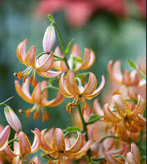 Image result for Lilium martagon `Manitoba Fox`