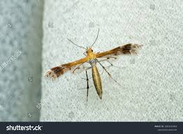 Attēlu rezultāti vaicājumam “Platyptilia gonodactyla imago”