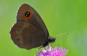 Attēlu rezultāti vaicājumam “Erebia aethiops underside”