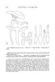 Image result for Melanoleuca rasilis var. pseudoluscina