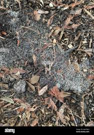 Attēlu rezultāti vaicājumam “Ceratiomyxaceae”