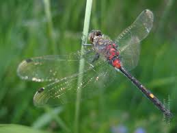 Attēlu rezultāti vaicājumam “Leucorrhinia”