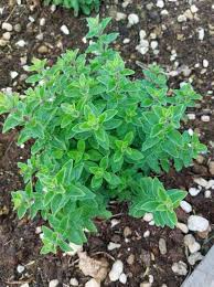 Attēlu rezultāti vaicājumam “Origanum majorana”