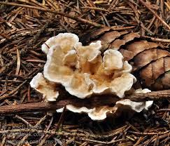 Attēlu rezultāti vaicājumam “Sistotrema confluens”