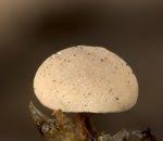 Attēlu rezultāti vaicājumam “Diderma montanum”