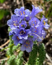Attēlu rezultāti vaicājumam “Blysmus compressus flower”