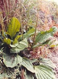 Attēlu rezultāti vaicājumam “Plantago major leaf”