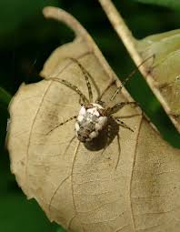 Attēlu rezultāti vaicājumam “Metellina segmentata”