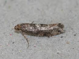 Attēlu rezultāti vaicājumam “Acrolepiopsis assectella”