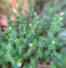 Attēlu rezultāti vaicājumam “Arenaria serpyllifolia leaf”