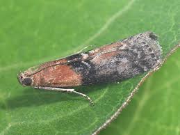 Attēlu rezultāti vaicājumam “Sciota adelphella”