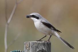 Attēlu rezultāti vaicājumam “Lanius excubitor”