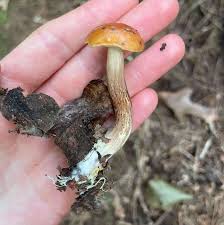 Attēlu rezultāti vaicājumam “Leccinum”