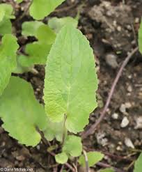 Attēlu rezultāti vaicājumam “Campanula bononiensis”