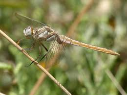 Attēlu rezultāti vaicājumam “Orthetrum brunneum”