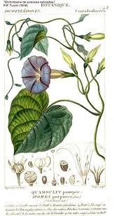 Image result for Ipomoea purpurea