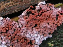 Attēlu rezultāti vaicājumam “Cribraria rubiginosa”