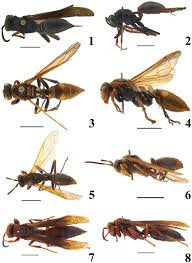 Attēlu rezultāti vaicājumam “Polistes”