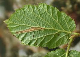 Attēlu rezultāti vaicājumam “Phyllonorycter nicellii”