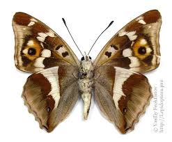 Attēlu rezultāti vaicājumam “Apatura iris male”