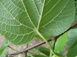 Attēlu rezultāti vaicājumam “Tilia platyphyllos subsp. cordifolia leaf”