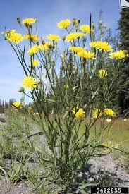 Attēlu rezultāti vaicājumam “Crepis tectorum fruit”