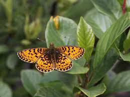 Attēlu rezultāti vaicājumam “Euphydrias aurinia”