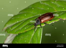 Attēlu rezultāti vaicājumam “Alleculidae”