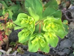 Attēlu rezultāti vaicājumam “Euphorbia helioscopia leaf”