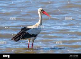 Attēlu rezultāti vaicājumam “Ciconia ciconia”