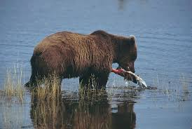 Attēlu rezultāti vaicājumam “Carnivora”