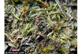 Attēlu rezultāti vaicājumam “Riccia canaliculata”