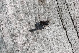 Attēlu rezultāti vaicājumam “Leucorrhinia caudalis male”