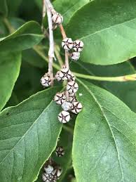 Attēlu rezultāti vaicājumam “Lignydium muscorum young”