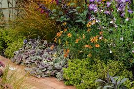 Attēlu rezultāti vaicājumam “Ajuga reptans bud”