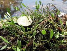 Attēlu rezultāti vaicājumam “Limosella aquatica”