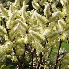 Attēlu rezultāti vaicājumam “Salix x doniana”