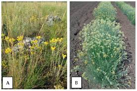 Attēlu rezultāti vaicājumam “Helichrysum arenarium leaf”