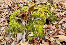 Attēlu rezultāti vaicājumam “Anomodon attenuatus sporophyte”