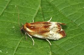 Attēlu rezultāti vaicājumam “Eulia ministrana”