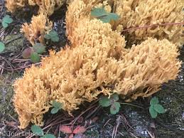 Attēlu rezultāti vaicājumam “Ramaria flava”