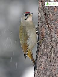 Attēlu rezultāti vaicājumam “Picus canus”