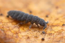 Attēlu rezultāti vaicājumam “Hypogastrura sp.”