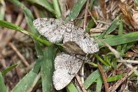 Attēlu rezultāti vaicājumam “Eupithecia tantillaria”