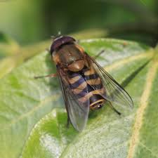 Attēlu rezultāti vaicājumam “Syrphus sp. imago”