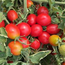 Afbeeldingsresultaat voor principe borghese tomato