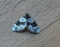 Attēlu rezultāti vaicājumam “Cosmorhoe ocellata”