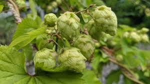 Attēlu rezultāti vaicājumam “Humulus lupulus bud”