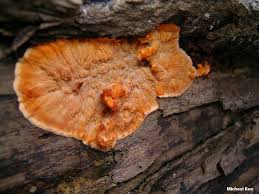 Attēlu rezultāti vaicājumam “Phlebia radiata”