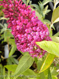 Image result for Buddleja davidii